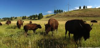 Buffalo & cows in pasture